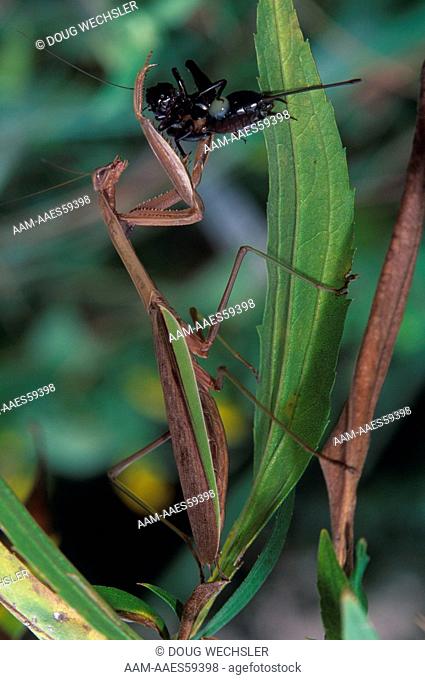 Praying Mantis (Tenodera aridifolia), preying on Cricket, Philadelphia, Pennsylvania
