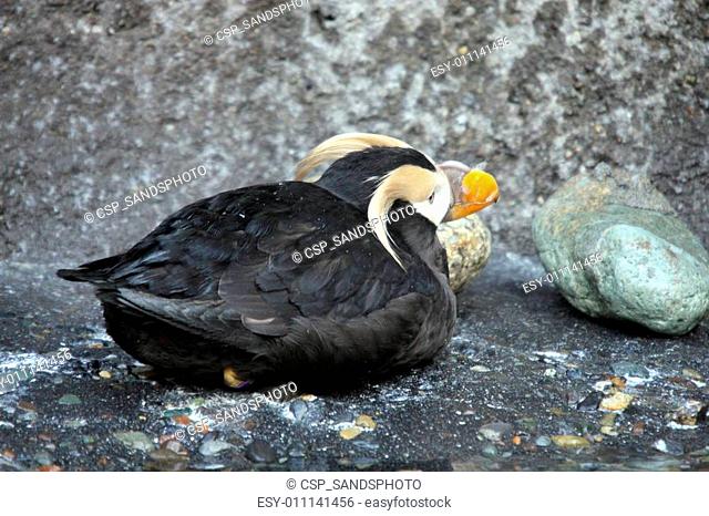 Tufted Puffin. Photo taken at Point Defiance Zoo, WA