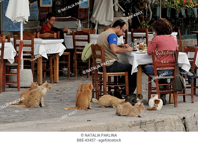 port cats want to join dinner