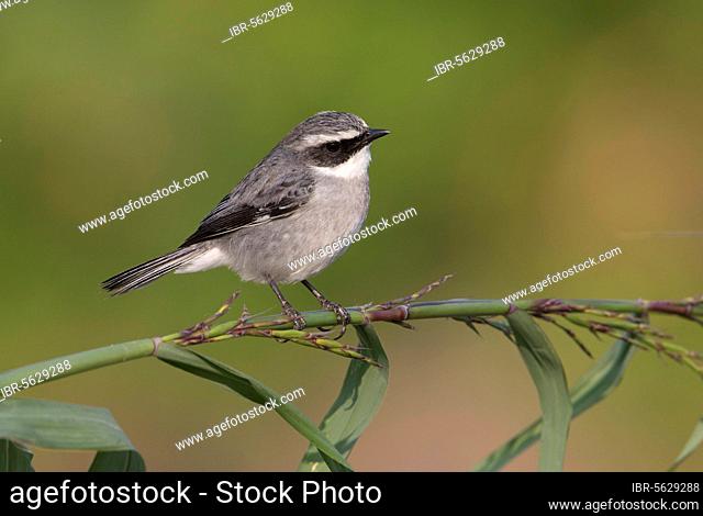 Grey Bushchat (Saxicola ferreus) adult male, perched on grass stem, Hong Kong, China, Asia