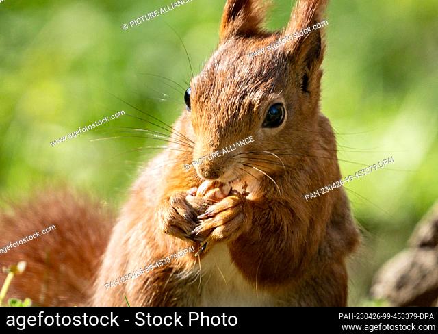 26 April 2023, Hesse, Frankfurt/Main: A squirrel sits in the grass in the morning sun in Frankfurt's Günthersburg Park, nibbling on a nut it has found