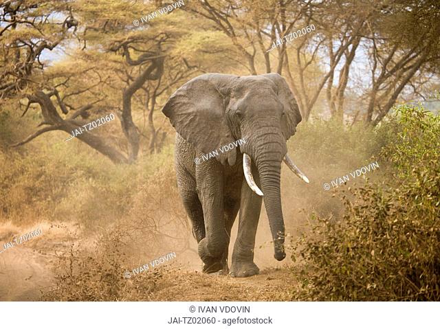 Loxodonta africana Elephant, Lake Manyara National Park, Tanzania