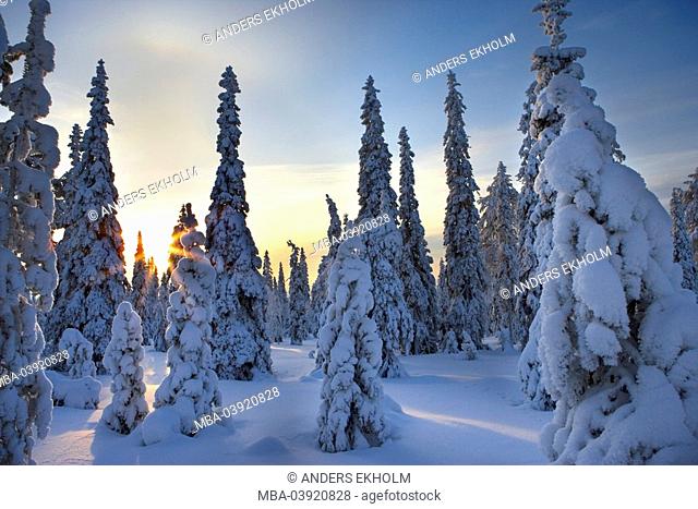 Finland, forest, spruces, snow-covered, sunrise, back light, Scandinavia, Lapland, Kirunavaara, Kiruna, season, winter, nature, Taiga, trees, conifers, snow