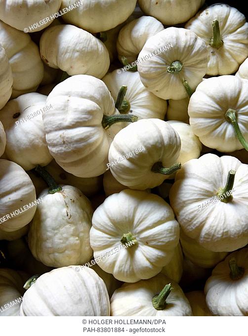 Small moschata pumpkins from this year's squash harvest in Lower Saxony, Germany, 26 August 2016. Squash farmer Susanne Rust