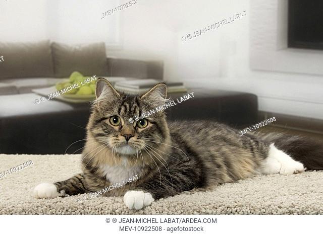 Cat - Siberian - 7 months old
