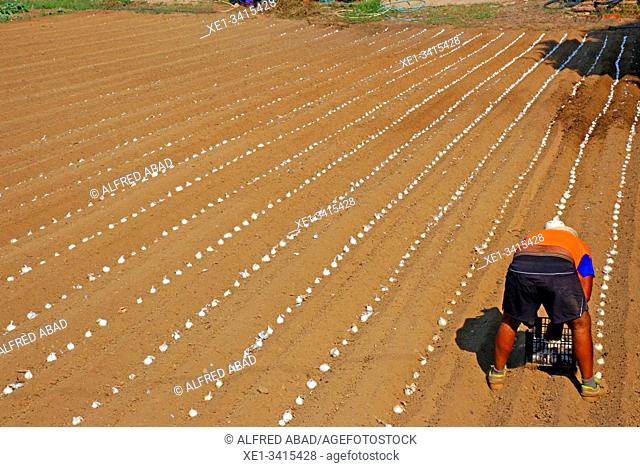 Garlic plantation, Santa Susanna, El Maresme, Catalonia, Spain