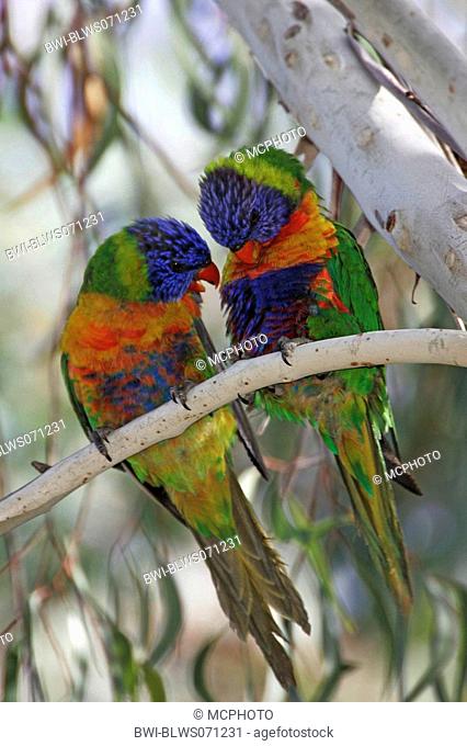 rainbow lory Trichoglossus haematodus, two individuals sitting on a branch, Australia, Wilsons Promontory NP