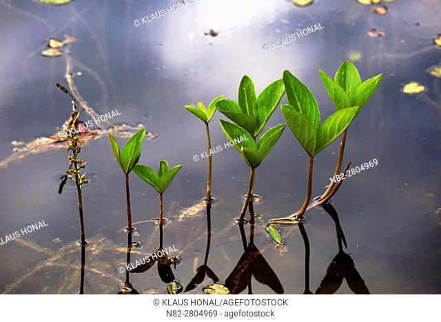 Stems and petioles of Bogbean or Buckbean plant (Menyanthes trifoliata) are hollow, so the plant gets buoyancy and floats at the swamp habitat - Hesselberg...