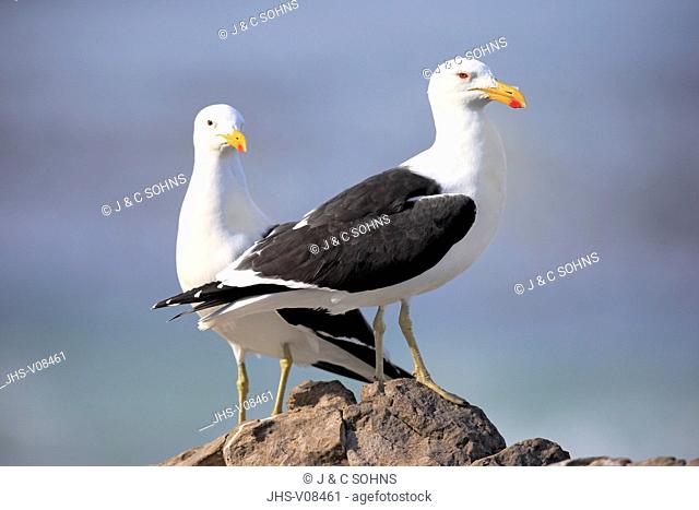 Kelp Gull, (Larus dominicanus), couple on rock, Stony Point, Betty's Bay, Western Cape, South Africa, Africa