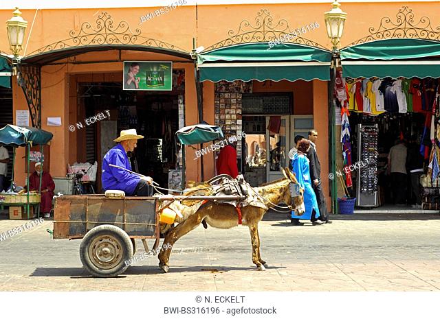 domestic donkey (Equus asinus f. asinus), man sitting in donkey cart Jemaa el-Fnaa market place, Morocco, Marrakesh