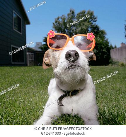 Jack Russell Terrier wearing children's plastic toy glasses