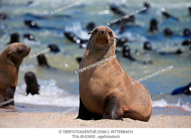 Australian Fur Seals