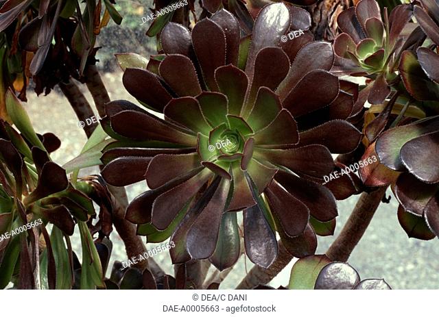 Tree aeonium (Aeonium arboreum), Crassulaceae. Detail