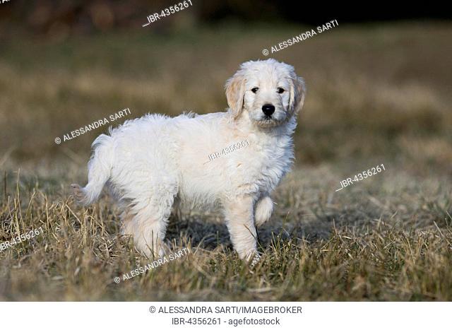 Goldendoodle on the meadow, puppy, dog crossbreed, Tyrol, Austria