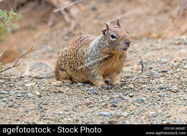California Ground Squirrel Checking Out Its Surroundings in Morro Bay, Califormnia