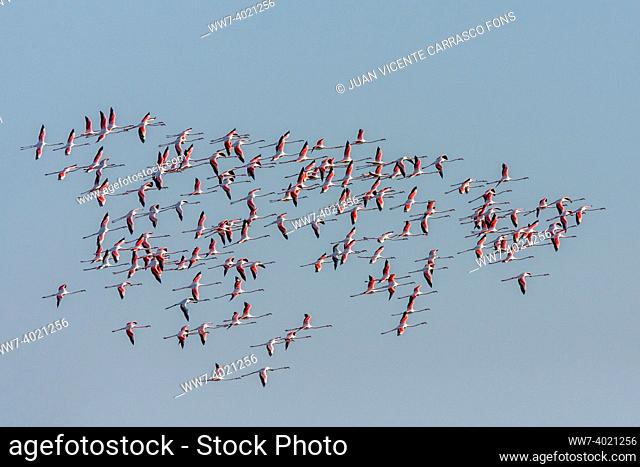 Group of flamingoes in flight formation