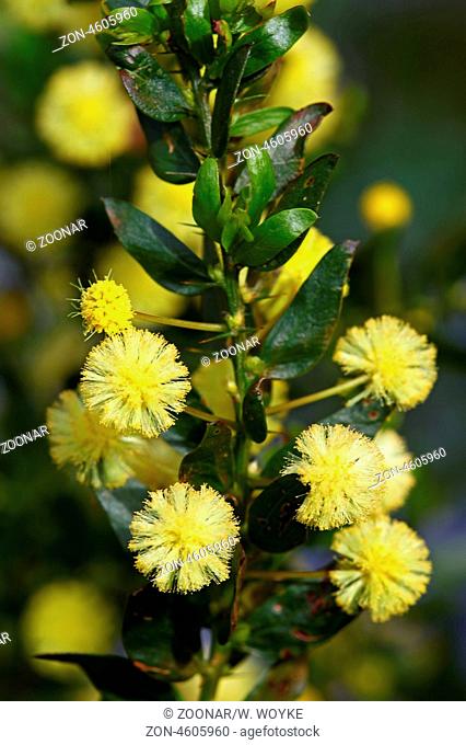Mimose, Acacia armata, Kängurudorn, hedge wattle, kangaroo thorn, paradox acacia, prickly wattle