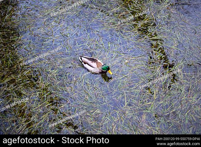 20 January 2020, Brandenburg, Potsdam: A duck swims on the shore of the Holy Lake between the seaweed floating on the surface of the water