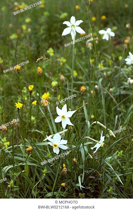 pheasant's-eye daffodil, pheasant's-eye narcissus, poet's narcissus Narcissus radiiflorus, Narcissus poeticus ssp. poeticus, blooming in a meadow, France