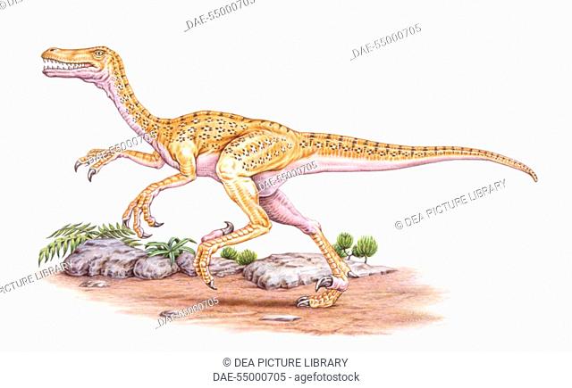 Palaeozoology - Cretaceous period - Dinosaurs - Velociraptor (Velociraptor mongoliensis) - Art work