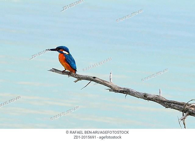 A common kingfisher on a stick