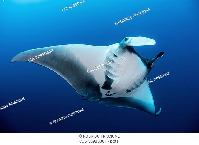 Giant oceanic manta ray, Revillagigedo, Tamaulipas, Mexico