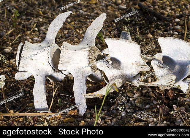 Close view of back spine sheep bones on the ground