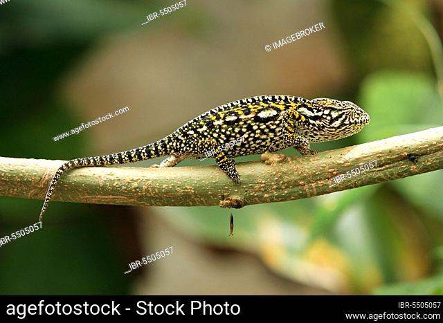Carpet Chameleon (Furcifer lateralis), female, Madagascar (Chamaeleo lateralis), side