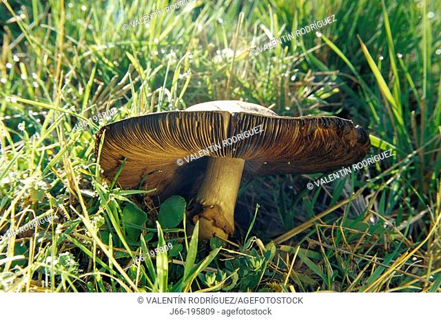Mushroom (Cortinarius semisanguineus). Cuenca province. Spain