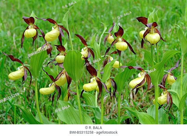 Lady's slipper orchid (Cypripedium calceolus), blooming, Germany