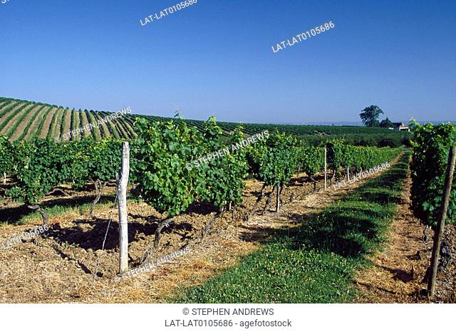 Route des Vins. Chateau vineyard, rows of vines. Famous brand, label. Wine grower