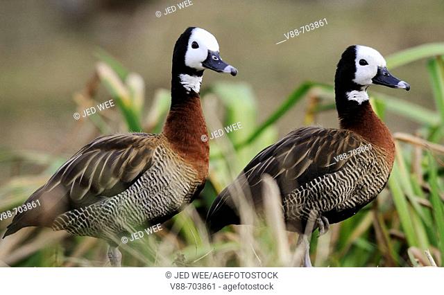 Pair of white-faced whistling ducks (Dendrocygna viduata) in long grass, Washington Wildfowl and Wetlands Trust, Tyne and Wear, England