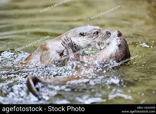 Eurasian otter, Lutra lutra, fighting, water, Bavaria, Germany, Europe