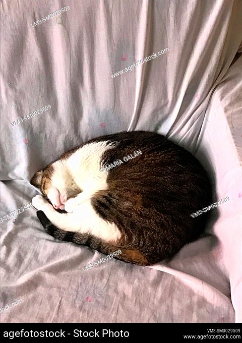 Tabby and white cat sleeping in a sofa