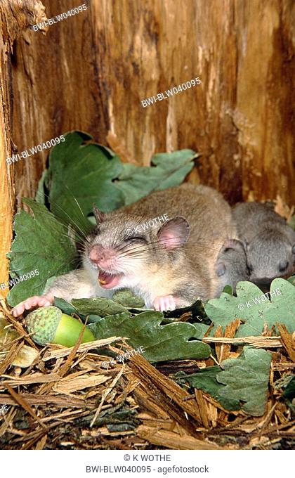 edible dormouse, edible commoner dormouse, fat dormouse, squirrel-tailed dormouse Glis glis, in dens with youngs, Germany