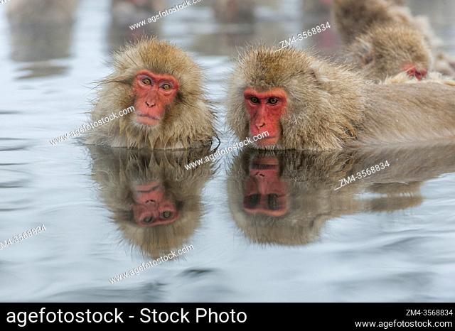 Snow monkeys (Japanese macaques) are sitting in the hot springs at Jigokudani on Honshu Island, Japan