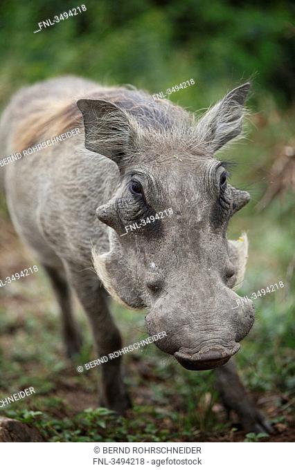 Common warthog, Phacochoerus africanus, Queen Elizabeth National Park, Uganda, East Africa, Africa