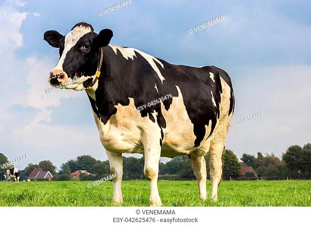 Dutch Holstein black and white cow in a meadow