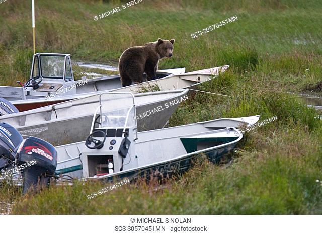 Two curious brown bear cubs Ursus arctos, probably just recently weened, inspecting and gnawing on park ranger and service boats at the Brooks River in Katmai...