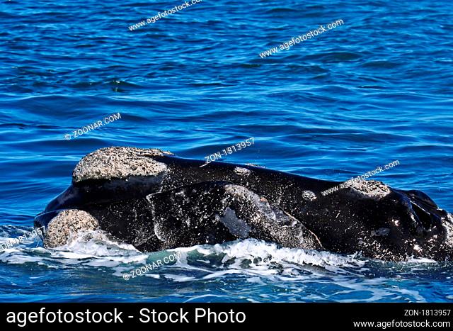 Südkaper, Southern right whale, Südafrika, wildlife