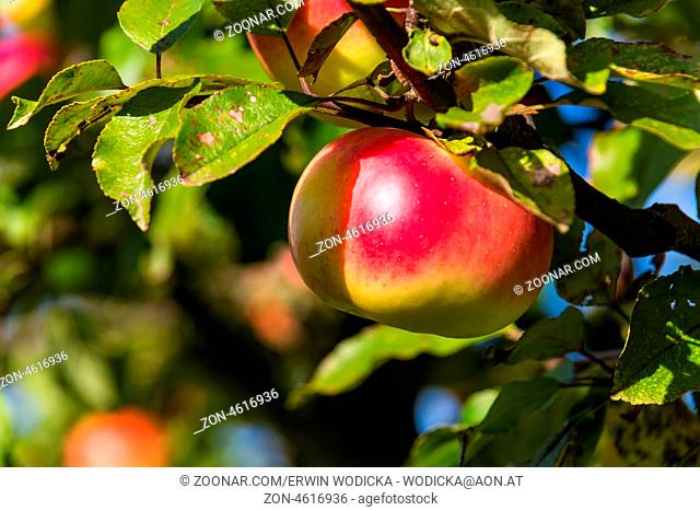 Äpfel im Herbst auf einem Apfelbaum. Frische Vitamine in der bunten Jahreszeit
