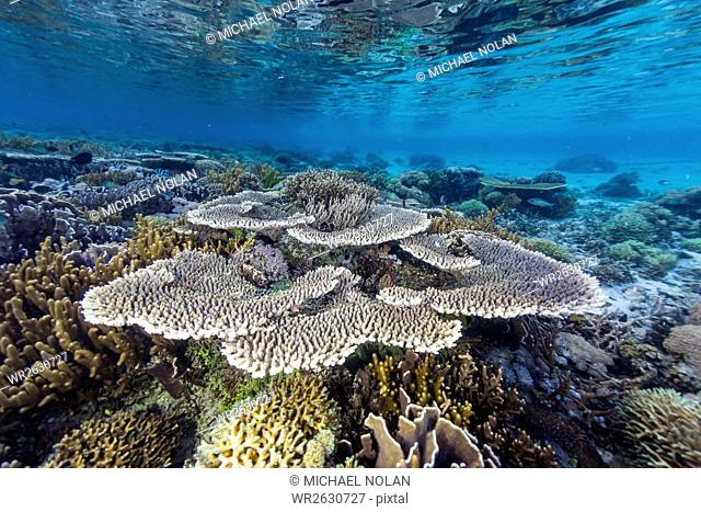 A profusion of hard and soft corals on Sebayur Island, Komodo National Park, Flores Sea, Indonesia, Southeast Asia, Asia