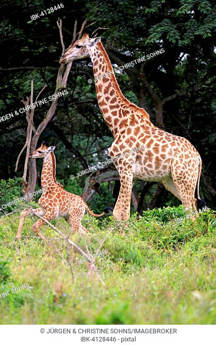 South African giraffe (Giraffa camelopardalis giraffa), mother with young, Saint Lucia Estuary, iSimangaliso Wetland Park, KwaZulu-Natal, South Africa