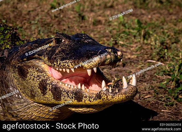 Yacare Caiman, crocodile with open mouth in wetlands in the Pantanal, Paraguay