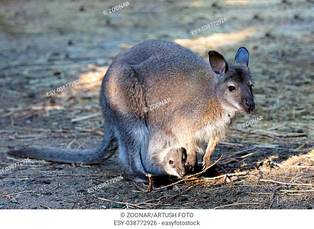 female of kangaroo with small baby in bag