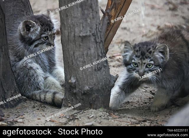 RUSSIA, NOVOSIBIRSK - JULY 3, 2023: Two-month-old manul kittens play at Novosibirsk Zoo. Manuls Achi and Yeva (not pictured) gave birth to five kittens on 29...