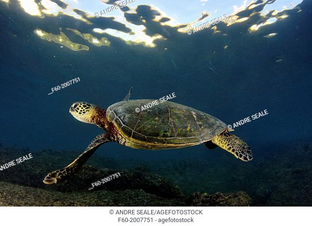 Green sea turtle, Chelonia mydas, swims close to shore in Koolina Beach, Oahu, Hawaii