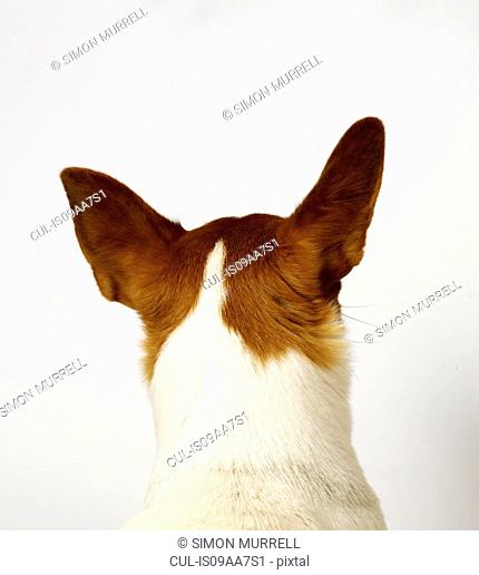 Back view of dog with ears raised