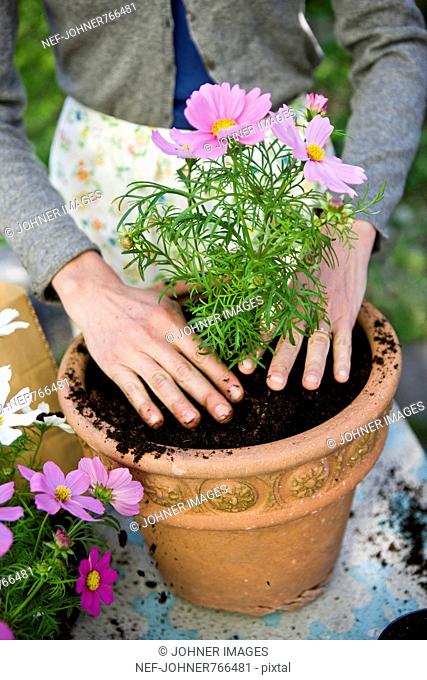 Woman planting in pots, Sweden