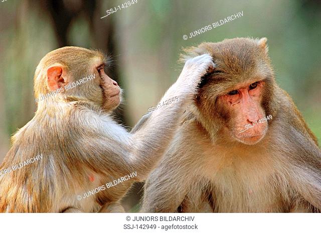 two Rhesus Macaques / Macaca mulatta